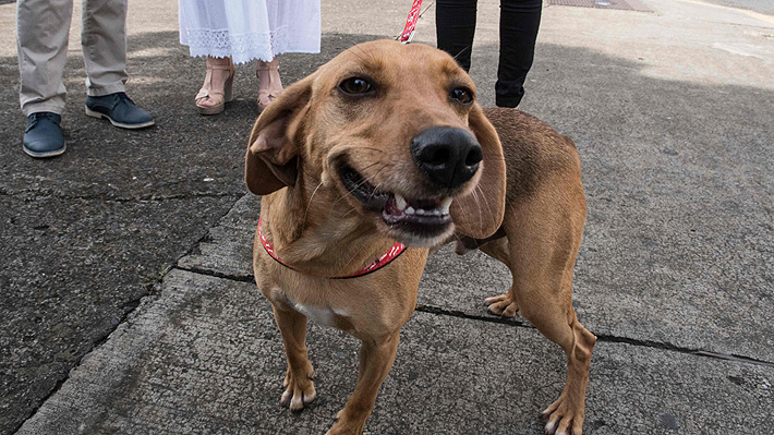 Campeón, el perro víctima de maltrato animal que se presentó ante el juicio contra su ex dueña en Costa Rica