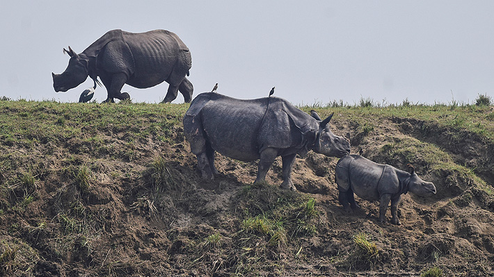 Inundaciones en India provocaron la muerte de más de 200 animales: 17 eran rinocerontes en peligro de extinción