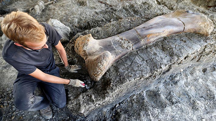 Galería: Hallazgo de colosal fósil de dinosaurio en Francia fascina a científicos