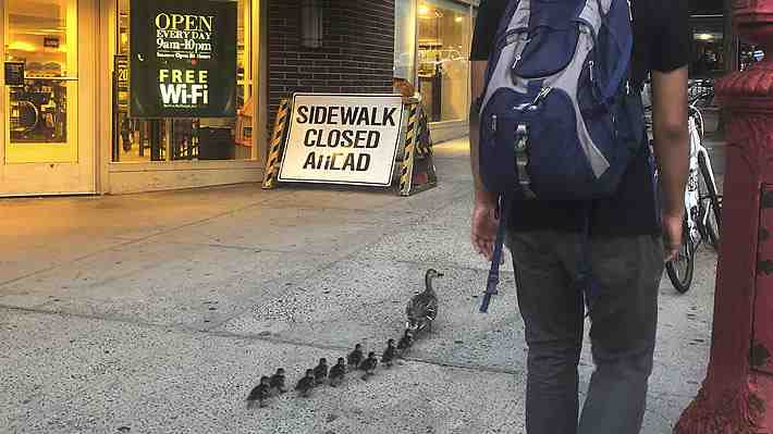 Insólito rescate policial en Nueva York: efectivos salvaron a tres crías de pato que cayeron a una alcantarilla