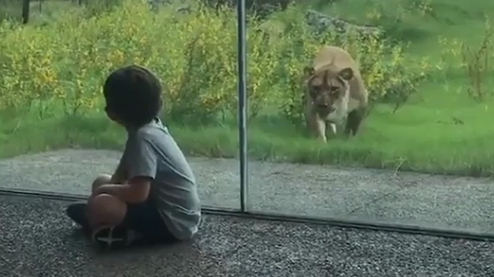 Video: El impactante momento en que una leona intenta atacar a dos niños en zoológico de EE.UU.