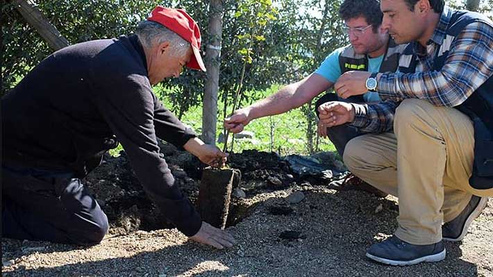 "Quillota Respira", la ambiciosa campaña del municipio para plantar un árbol por habitante en cuatro años