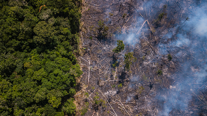 Deforestación en la Amazonía de Brasil avanza de manera alarmante: Creció un 278% en julio