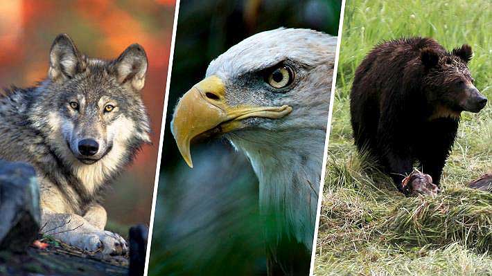 Gobierno de Trump debilita la ley de protección de especies en peligro en EE.UU.