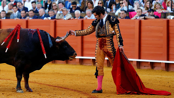 Desde "sádico" hasta un "acto de honor": Gesto de torero previo a dar muerte a un animal desata opiniones encontradas