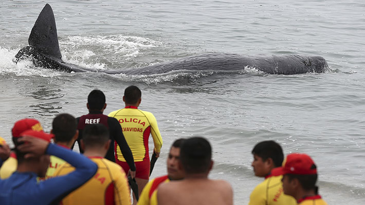 Cachalote de pocos meses de vida varó en una playa peruana: presenta heridas y rescatistas intentan salvarlo