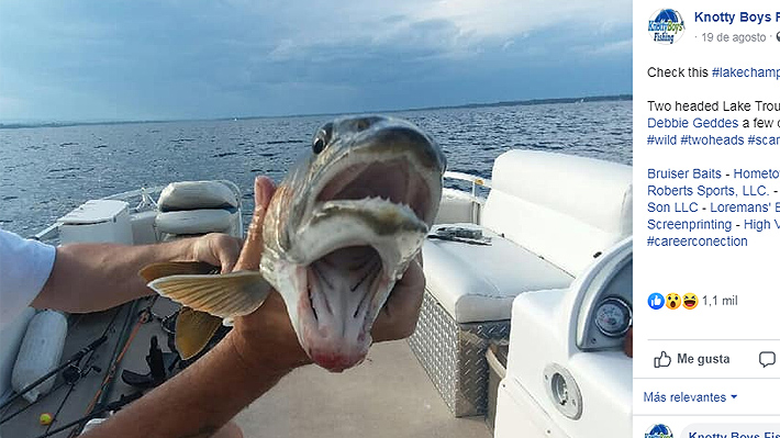 Mujer de Nueva York captura un extraño pez con dos bocas: varios intentaron explicar el fenómeno