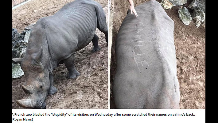 Indignación en zoológico francés por visitantes que escribieron sus nombres sobre el lomo de un rinoceronte