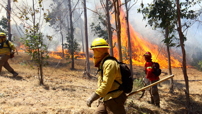 Sequía agrava proyección de incendios forestales y superficie afectada aumentaría hasta 39%