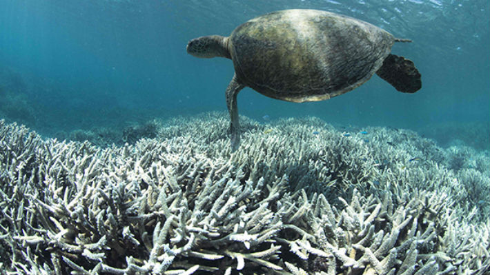 Australia reduce perspectivas de la Gran Barrera de Coral a "muy malas" a causa del cambio climático