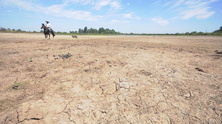 Decretan emergencia agrícola en nueve comunas de la Región del Maule debido a la sequía