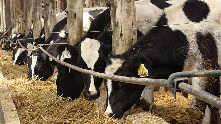 Cambio climático y la industria de la carne: Expertos, actores y autoridades abordan la sustentabilidad del sistema ganadero