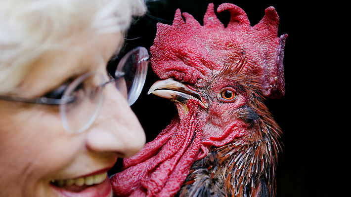 La justicia francesa autorizó los cantos de gallo acusado por sus vecinos de "molestia sonora"