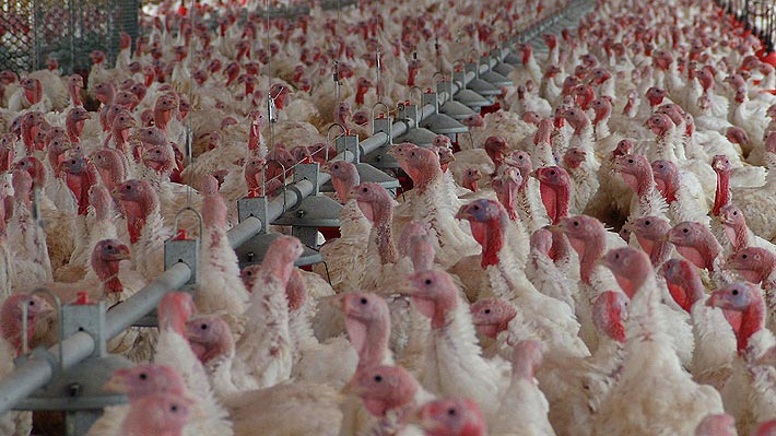 Perú se suma a Argentina y cierra sus fronteras a exportaciones avícolas chilenas