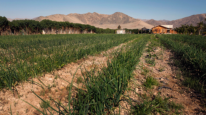 Los principales desafíos rurales, ambientales y alimentarios de Latinoamérica en el contexto actual, según la FAO