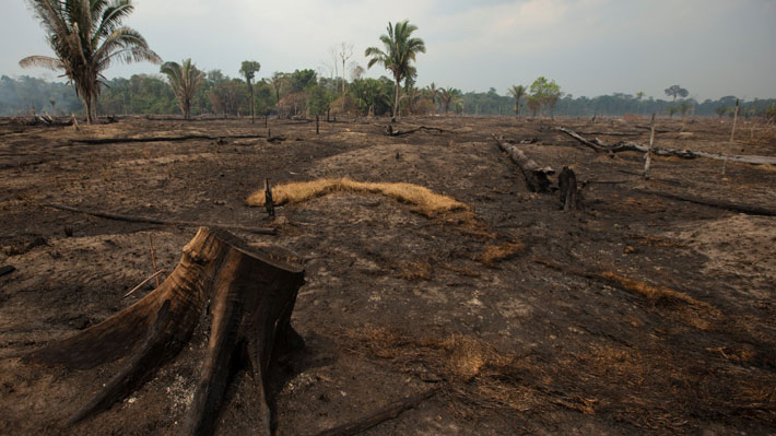 A cinco años de la Cumbre del Clima: "El estado mundial de los bosques ha empeorado drásticamente"