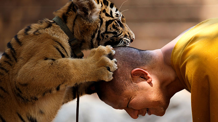 Decenas de tigres rescatados desde un templo tailandés han muerto por enfermedades causadas por la endogamia