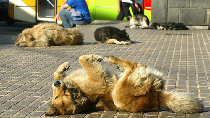 Suprema confirma sentencia que ordena a la municipalidad de Valparaíso fiscalizar perros vagos