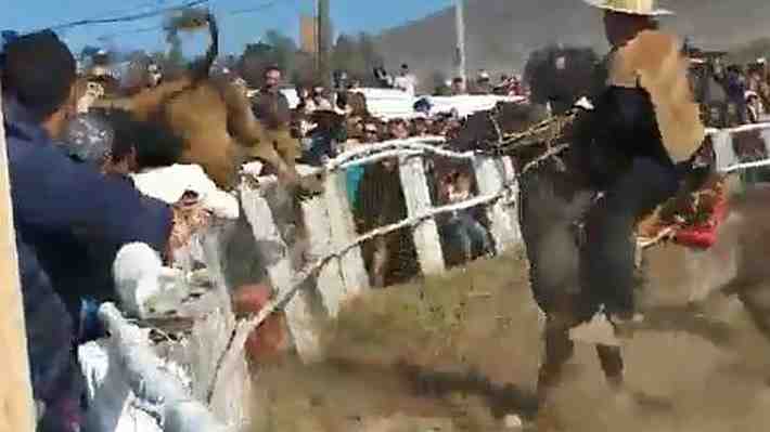 Novillo escapó de medialuna en medio de un rodeo y embistió a diez personas en la ciudad de Huasco