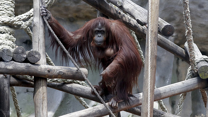 Sandra, la emblemática orangutana del ex zoológico de Buenos Aires, por fin viajará a un santuario en EE.UU.