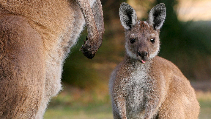 Policía australiana busca a responsable de "acto de crueldad animal": habría matado con su auto a 20 canguros