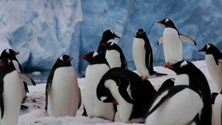 Científicos registran presencia de microplásticos en cadena alimentaria de los pingüinos antárticos