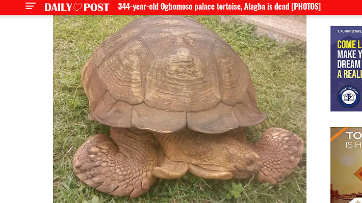 Murió Alagba, la tortuga gigante más longeva de África: Tenía 344 años