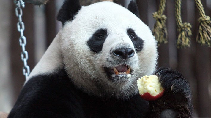 Revelan causa de muerte de querido panda de zoológico tailandés: falleció por una insuficiencia cardíaca