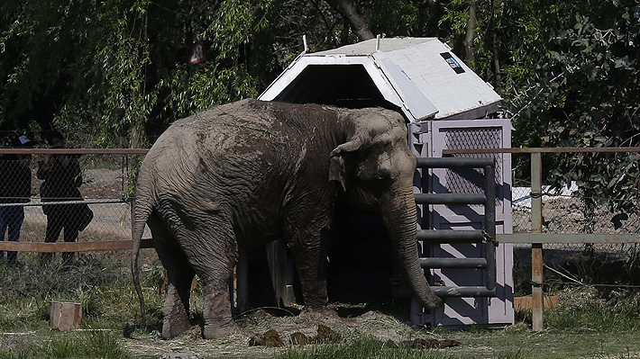 Elefanta que sobrevivió a maltratos en circos chilenos es trasladada a santuario en Brasil