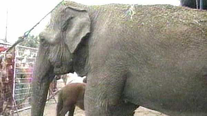 Confirman responsabilidad de circo "Los Tachuelas" en mortal accidente provocado por elefante