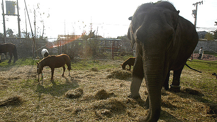 Organizaciones pro animal realizan campaña para liberar a elefante en circo de Quilpué