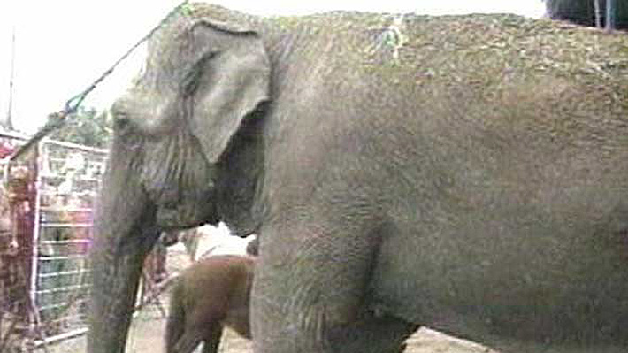 Condenan a "Los Tachuelas" por accidente  causado por elefanta