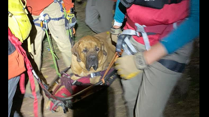 Enorme perro de 86 kilogramos fue rescatado en un inusual operativo tras agotarse durante excursión en EE.UU.