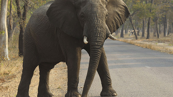 Unos 55 elefantes han muerto de hambre en los últimos dos meses en Zimbabwe por sequía