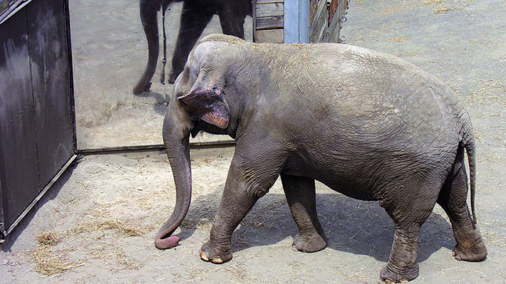 Grupo animalista busca que a elefanta del zoológico del Bronx se le reconozcan los mismos derechos que a una persona