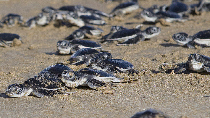 Aumenta el nacimiento de crías hembras de tortugas marinas producto de un  alza en la temperatura en sus nidos 