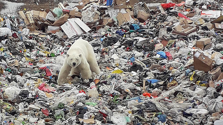 Oso polar que deambuló moribundo por ciudad rusa está casi recuperado gracias a cuidados en zoológico