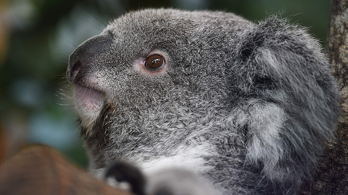 Expertos aseguran que incendios forestales en Australia habrían causado la muerte de cientos de koalas: "Es una tragedia"
