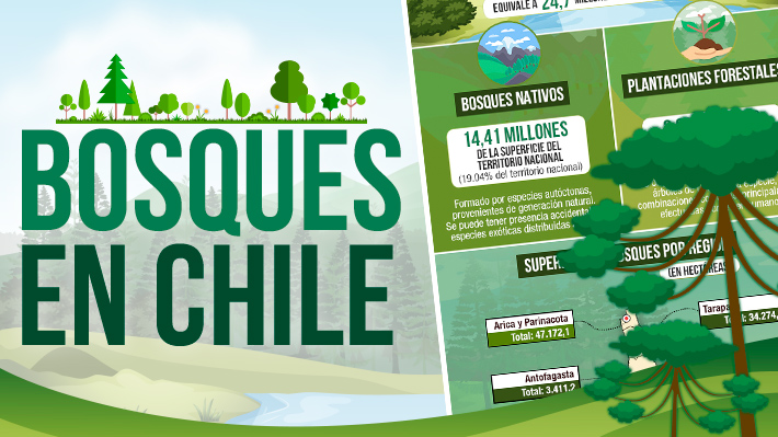 Bosques en Chile: El escenario actual en el país y su rol para la conservación del medio ambiente