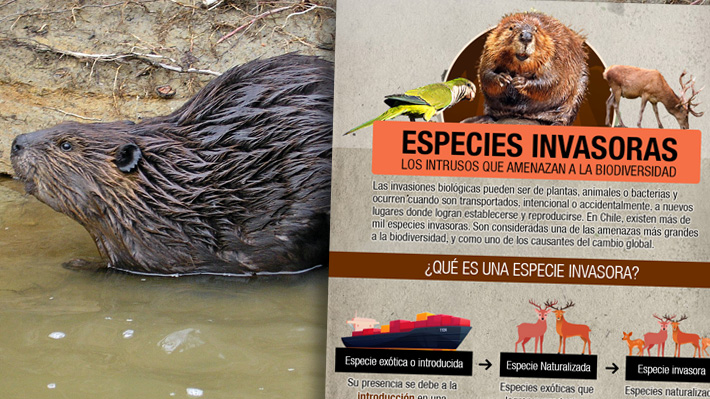 Especies invasoras en Chile: Cuál es la situación actual y cómo afectan a la biodiversidad