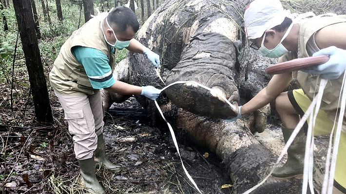 Ejemplar de elefante de Sumatra fue hallado decapitado en isla de Indonesia: Autoridades buscan a los responsables