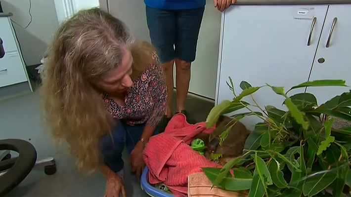 Australiana que arriesgó su vida para salvar a koala de las llamas visitó al animal en recuperación