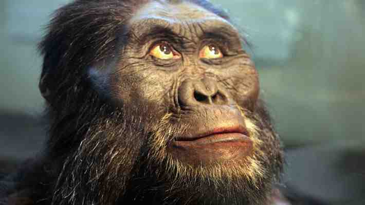 A 45 años del hallazgo de Lucy, paleontólogos aún buscan el "eslabón" restante entre humanos ancestrales y otras especies