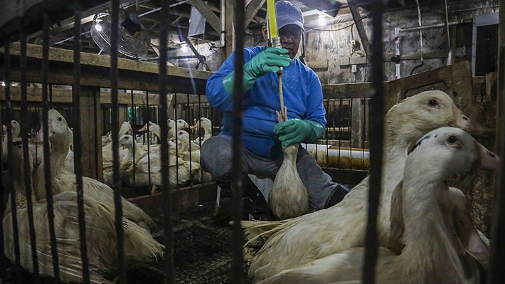 Nueva York prohíbe por ley la venta de foie gras a partir de 2022