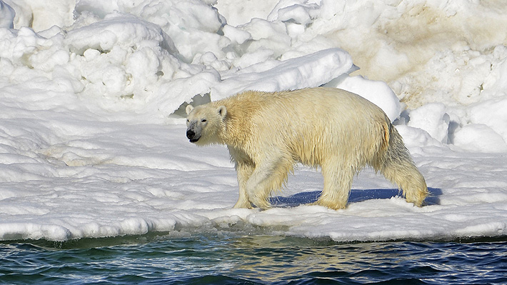 Osos polares en el Ártico se ven obligados a comer plásticos, según alertó un científico: "Comenzarán a morir"