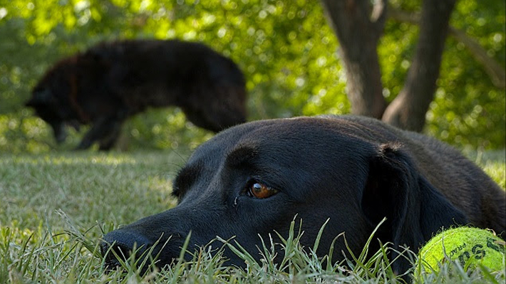 "Los Reyes", el halagado documental chileno-alemán que sigue la entrañable amistad de dos perros santiaguinos