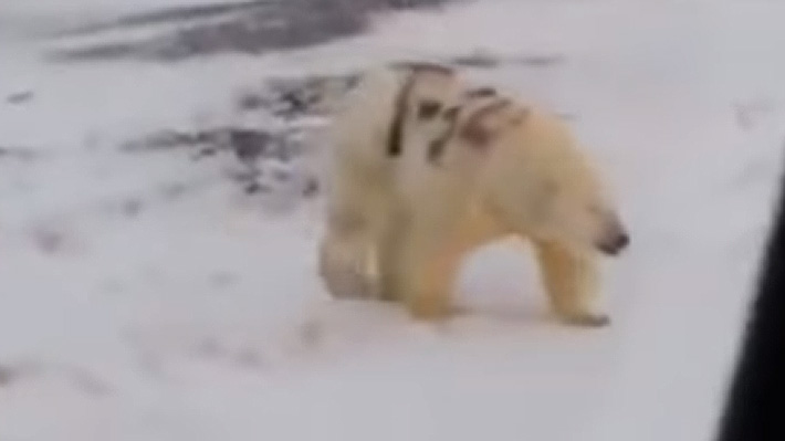 Indignación en Rusia por oso polar al que le hicieron un grafiti en su lomo: Animalistas temen que pueda morir