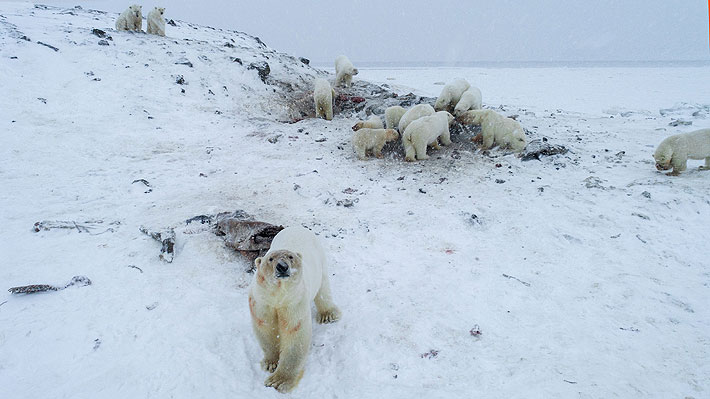Demora en la formación de hielo en el mar hace que 56 osos polares se instalen a las afueras de una aldea en Rusia