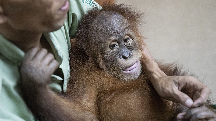 Orangután hallado en una maleta en el aeropuerto de Bali en marzo pasado regresará a su isla natal