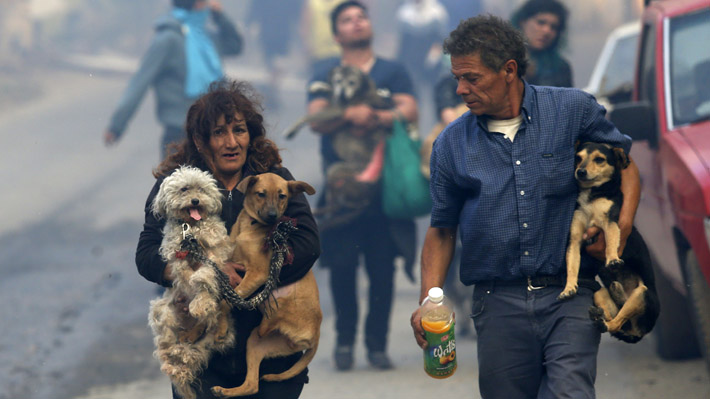 Habilitan centro de atención primaria para animales afectados por incendio de Valparaíso
